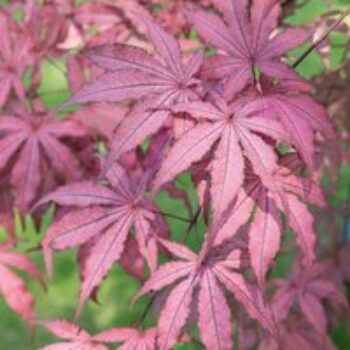 Acer palmatum 'Amagi Shigure'