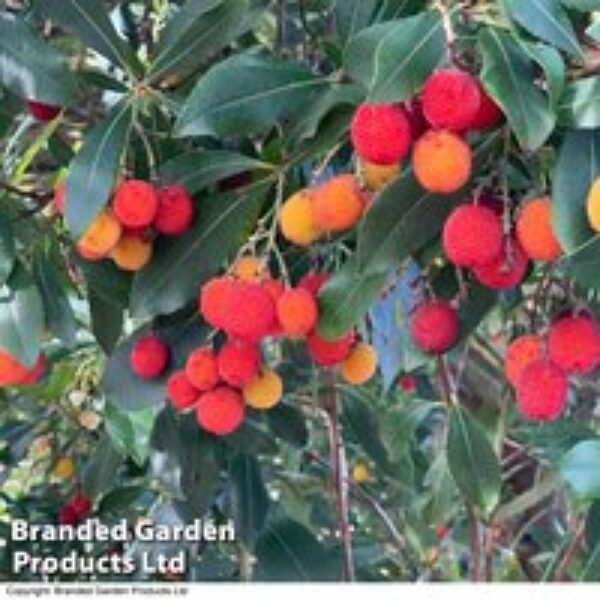 Arbutus unedo 'Compacta'