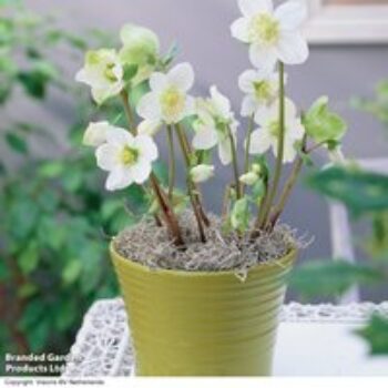 Hellebore 'Single Clear White'