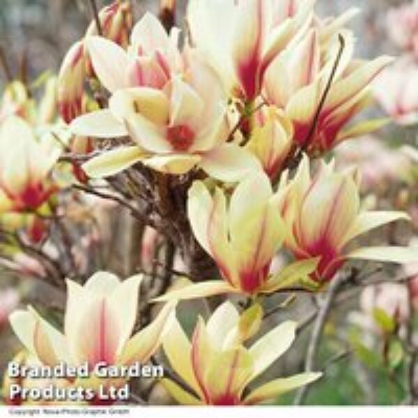 Magnolia denudata 'Sunrise' (Patio Standard)