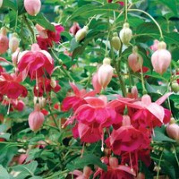 Fuchsia 'Garden News' (Hardy)