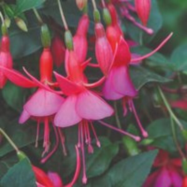 Fuchsia 'Display' (Hardy)