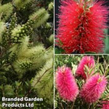 Callistemon Trio