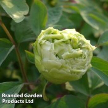 Tree Peony 'Fragrant Green Ball'