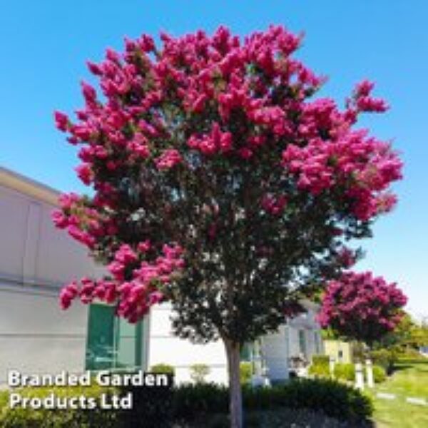 Lagerstroemia 'Pink Velour'