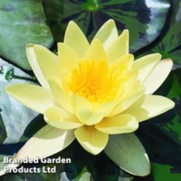 Water Lily (Yellow)