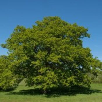 Quercus robur