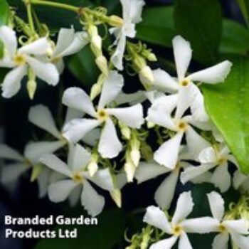 Trachelospermum Jasminoides