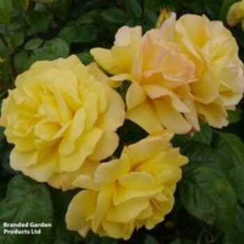 Rose 'Golden Showers' (Climbing)