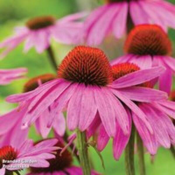 Echinacea 'Nectar Pink'