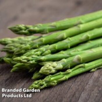 Asparagus officinalis 'Mondeo' (Spring Planting)