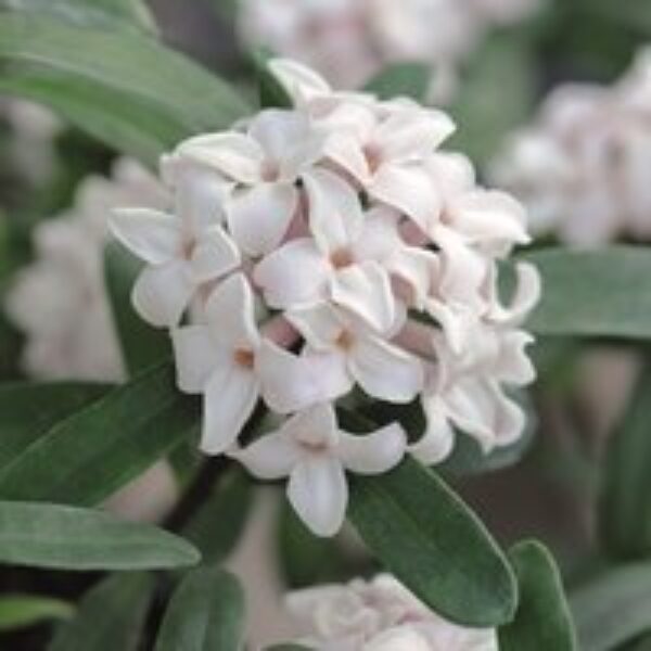 Daphne 'Eternal Fragrance'