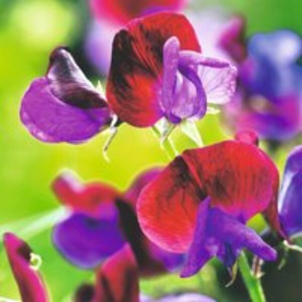 Sweet Pea 'Cupani' - Seeds