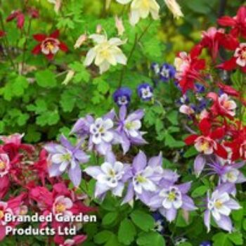 Aquilegia caerulea 'Mrs Scott-Elliott'