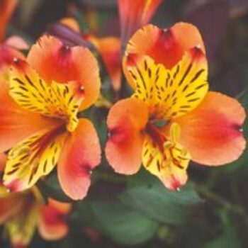 Alstroemeria 'Indian Summer'