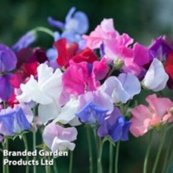 Sweet Pea 'Old Fashioned Mixed' - Seeds