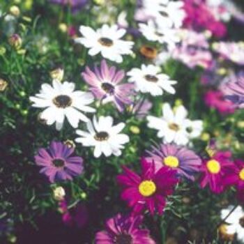 Brachyscome 'Bravo Mixed' - Seeds