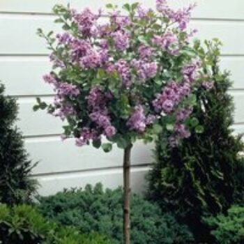 Lilac 'Palibin' (standard)