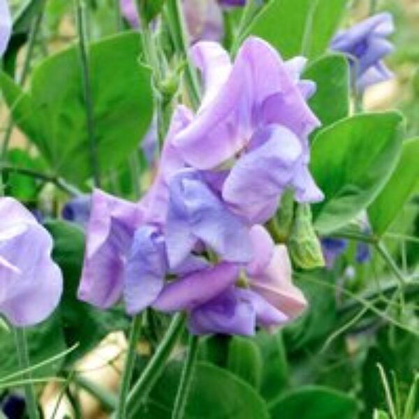 Sweet Pea 'Blue Bell Carpet' - Seeds