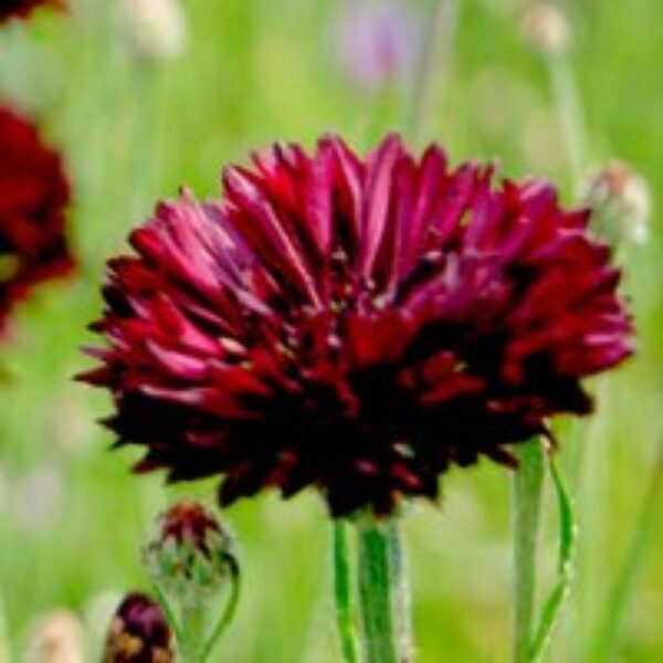 Cornflower 'Black Ball' - Seeds