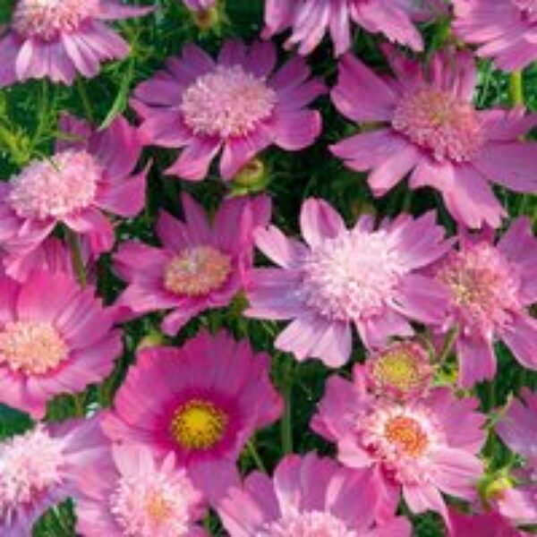 Cosmos 'Pink Popsocks' - Seeds