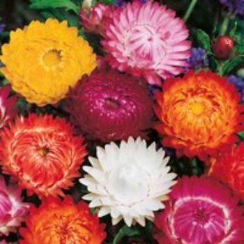 Helichrysum 'Monstrosum Double Mixed' - Seeds