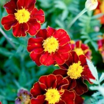 French Marigold 'Red Knight' - Seeds