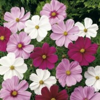 Cosmos 'Sonata Mixed' - Seeds