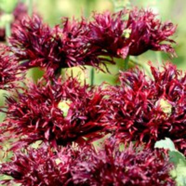 Poppy 'Black Swan' - Seeds