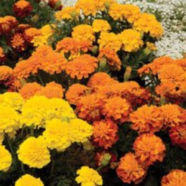 Marigold (French) 'Boy O'Boy Mixed' - Seeds