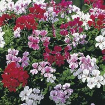 Geranium 'Starstruck' - Seeds