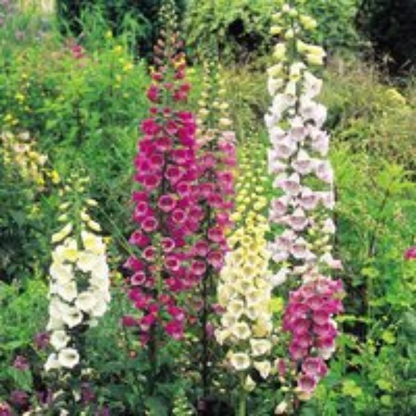 Digitalis 'Excelsior Strain' - Seeds