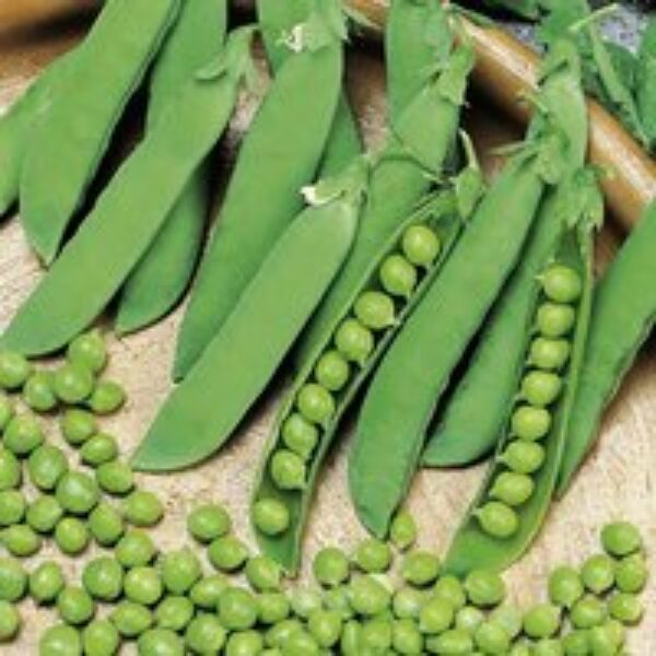 Pea 'Alderman' - Seeds