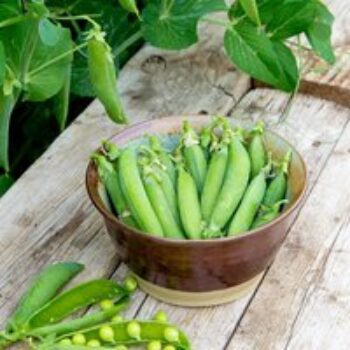 Pea 'Kelvedon Wonder' - Seeds