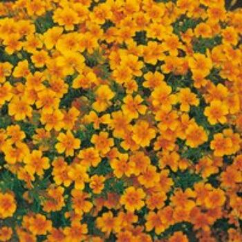 Tagetes 'Tangerine Gem' - Seeds