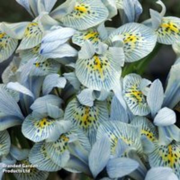 Iris 'Katharine Hodgkin'