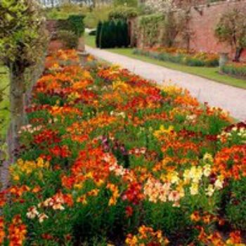 Wallflower 'Dobies Special Mixed' - Seeds