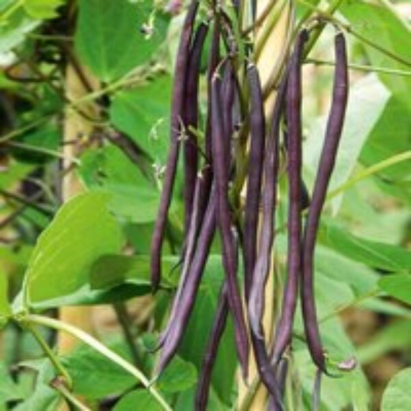 Climbing French Bean 'Carminat' - Seeds