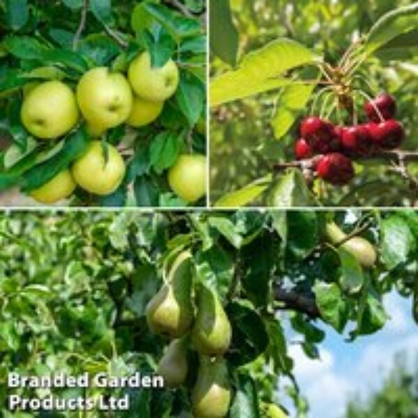 Fruit Tree Trio (Mini Fruit Tree)