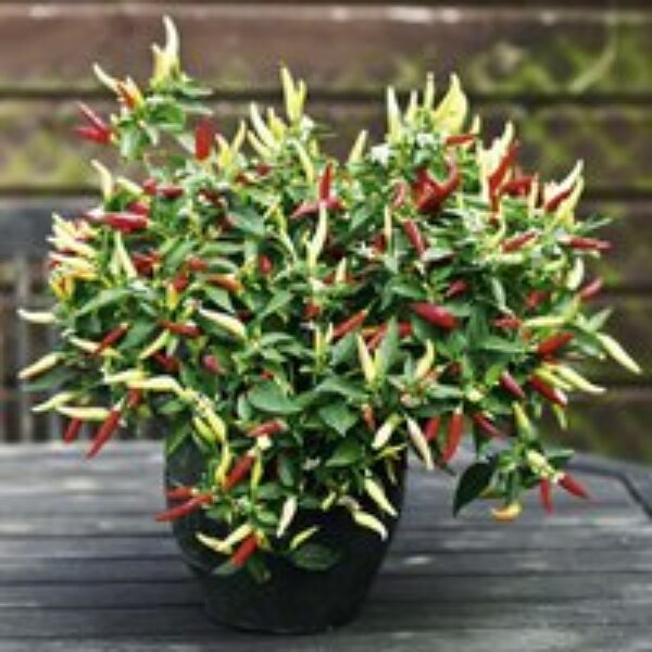 Pepper 'Basket Of Fire' F1 - Seeds