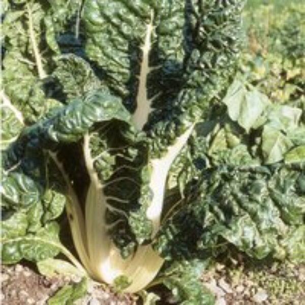 Leaf Beet 'Silver Chard' - Seeds