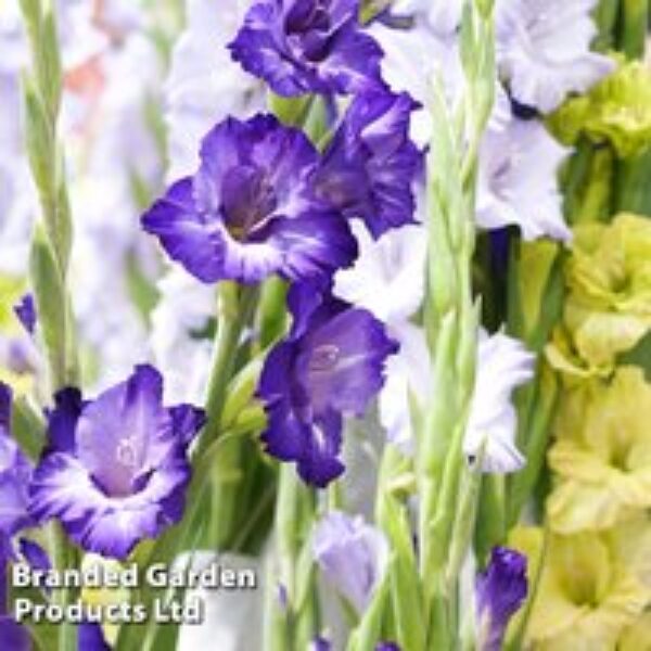 Gladiolus 'Tango'