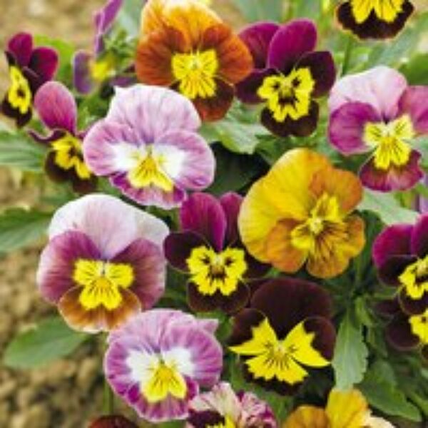 Viola 'Funny Face' - Seeds