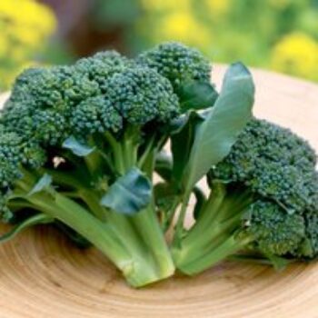 Broccoli 'Sun King' F1 - Seeds