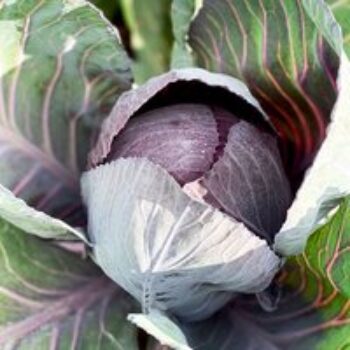 Red Cabbage 'Romanov' F1 - Seeds