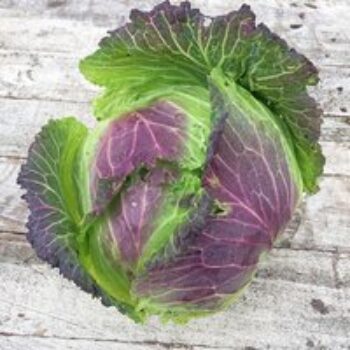 Cabbage Savoy 'January King 3' - Seeds