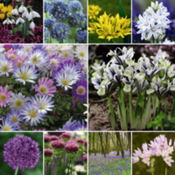 Spring Bulb Variety Bundle