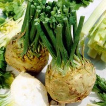 Celeriac 'Brilliant'