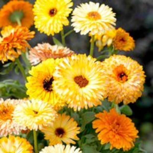 Calendula 'Playtime Mixed' F1 - Seeds