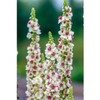 Verbascum 'Snowy Spires' - Seeds